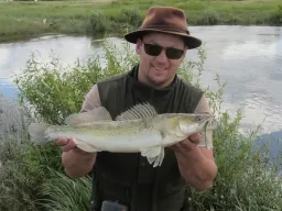 Bei einem Angelguiding an der Elbe konnte dieser Zander bei totaler Windstille in einer Buhne auf einen Gummifisch gefangen werden